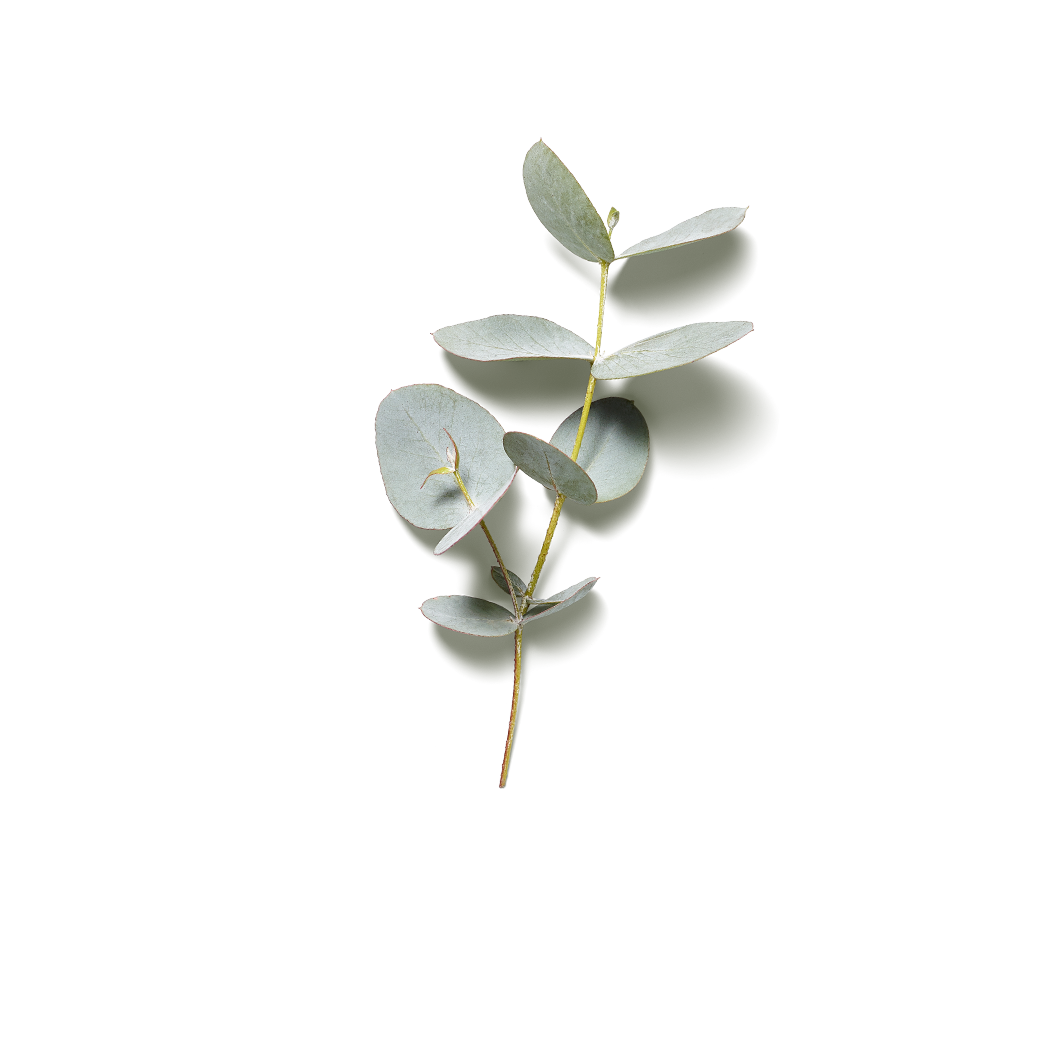 EUCALYPTUS